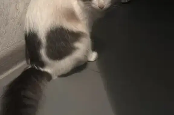 Кошки потеряшки, Нижнекамск, фото: Потеряшка кошка, ул. Гагарина 29, Нижнекамск