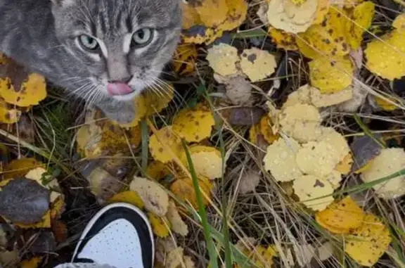 Найдена кошка, Ломоносовский пр-т, 27 к4