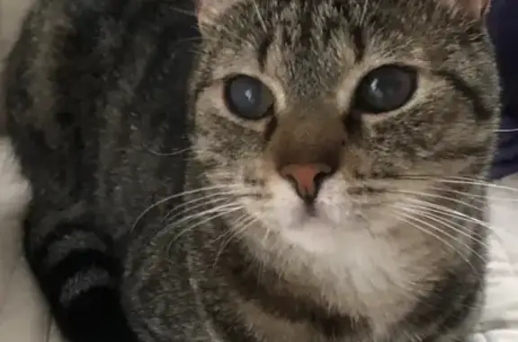 Кошки потеряшки, Калининград, фото: Потеряшка кошка, Цирковая ул. 22, Калининград