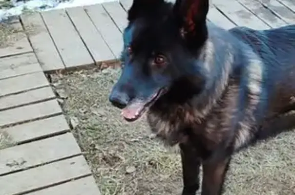 Собака найдена в Петрово, Томская обл.