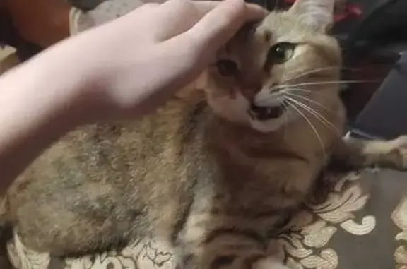 Кошки потеряшки, Кумертау, фото: Потеряшка кошка, Пушкина 44, Кумертау