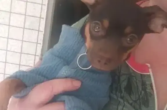 Пропала собака, Бузулук, Оренбургская обл.