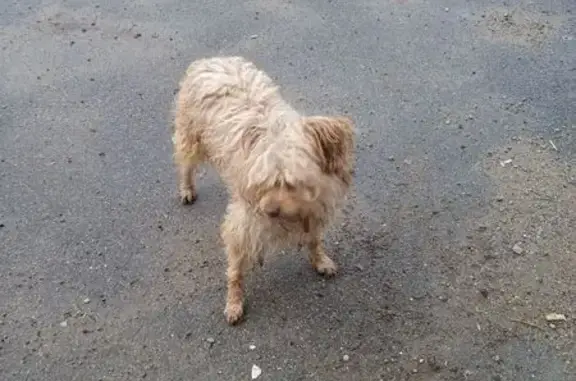 Найдена собака, Ленинградская область, фото: Собака найдена у входа в Дружное-3