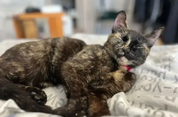 Найдена кошка, Томск, фото: Кошка найдена: Алтайская ул., 157, Томск