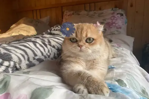 Пропала кошка, МО, шотландская вислоухая