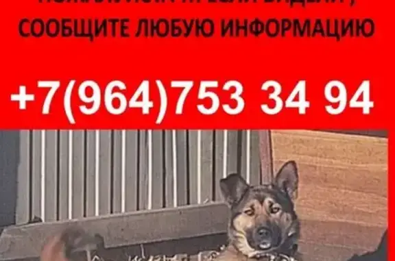 Пропала рыжая собака, Олхинское СП