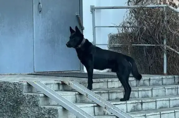 Найдена чёрная собака, ул. Коммуны, 35