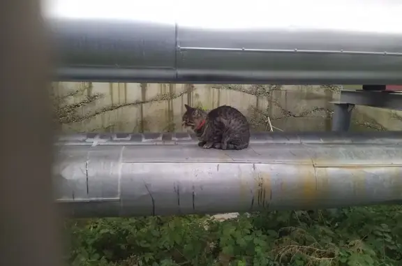 Кошка найдена: ул. Щербакова, 13А