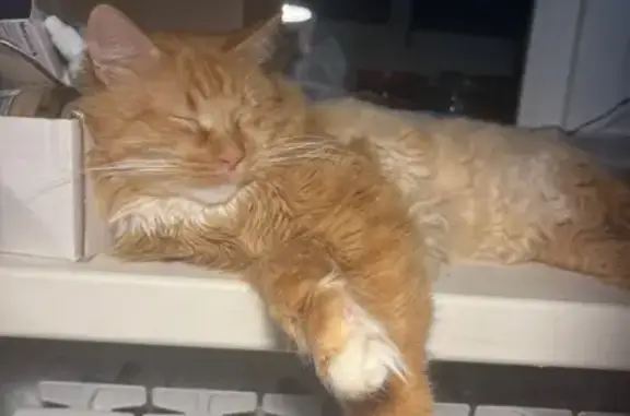 Кошки потеряшки, Бор, фото: Потеряшка кошка, ул. Степана Разина, 8А