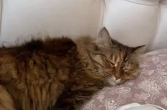 Пропала кошка, ул. Серова 20, Омск