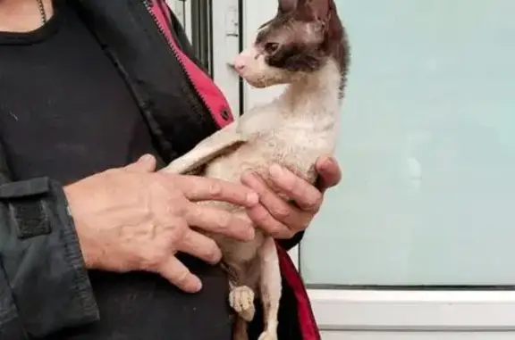 Найдена кошка, Самара, фото: Найдена кошка, Ново-Садовая 222, Самара