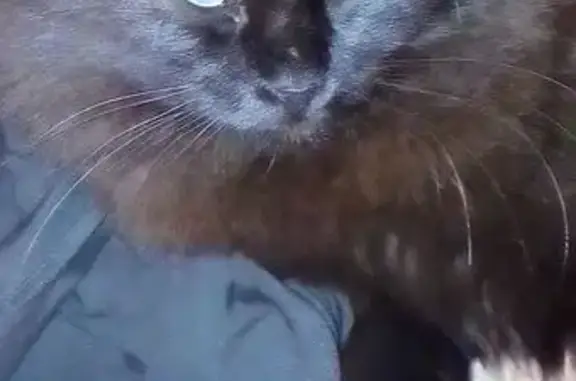 Пропала чёрная кошка, Архангельская обл.