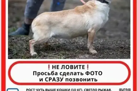 Пропала собака, пр. Художников, 14, СПб