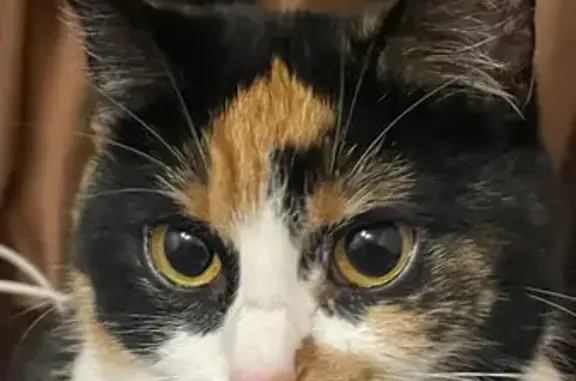 Кошки потеряшки, Ставрополь, фото: Потеряшка кошка, ул. Безье 15/2, Ставрополь