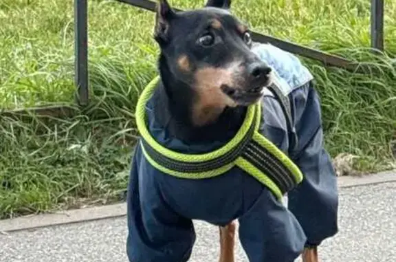 Собаки потеряшки, Санкт-Петербург, фото: Потеряшка собака, Ленинский пр., СПб