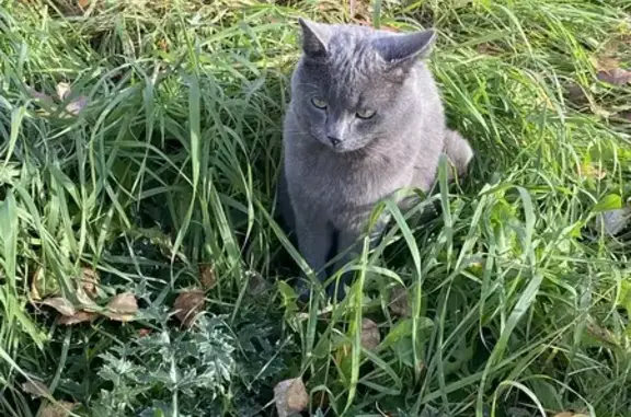 Найдена кошка, , фото: Кошка найдена: Молодежный бульвар, Уфа