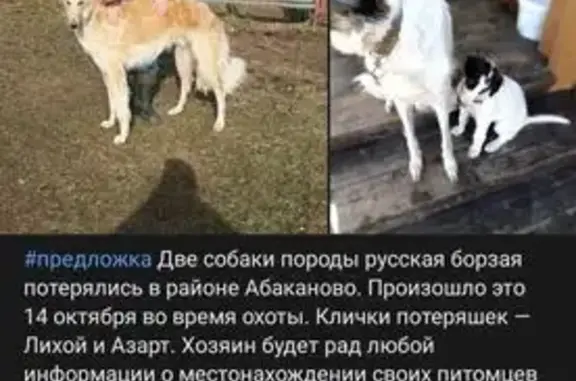 Пропали собаки в Абаканово, Вологда