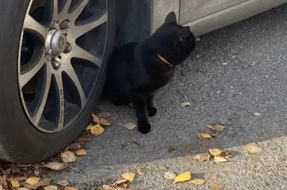 Найдена кошка, , фото: Кошка найдена на Молодежном бульваре, Уфа