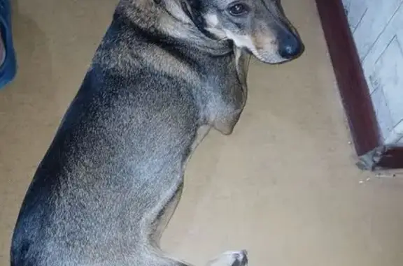 Собака найдена: пр. Машиностроителей, 4