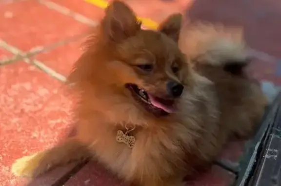 Пропал шпиц Пряник, ул. Серова 22Б, Химки