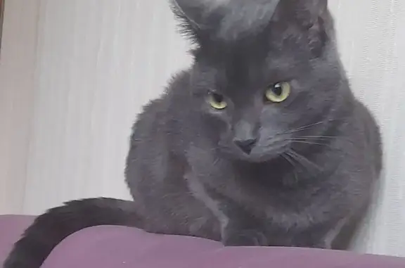 Кошки потеряшки, Калининград, фото: Потеряшка кошка, Черниговская 33, Калининград