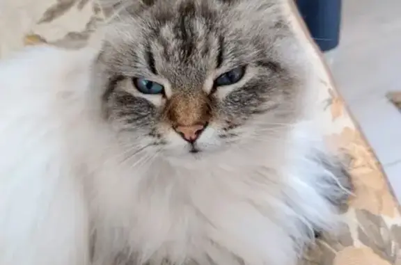 Кошки потеряшки, , фото: Потеряшка кошка, Веряжский пр., 18, Григорово