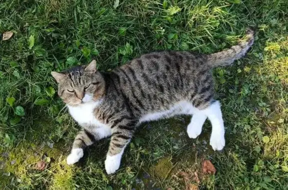 Пропала кошка, Садовая ул. 9, Понтонный