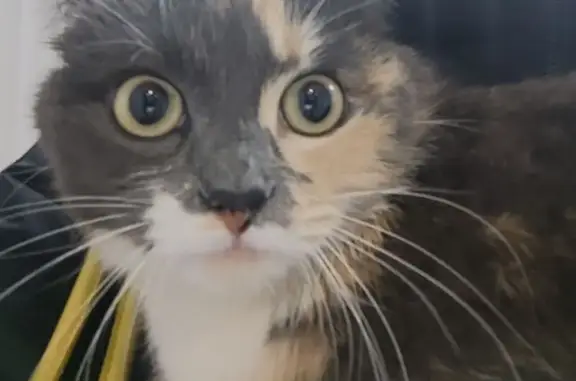 Найдена кошка, Челябинск, фото: Кошка найдена: Партизанская ул., 62, Челябинск