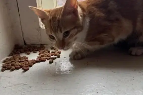 Найдена кошка, Знамя Октября, фото: Котенок найден на Знамя Октября, 9