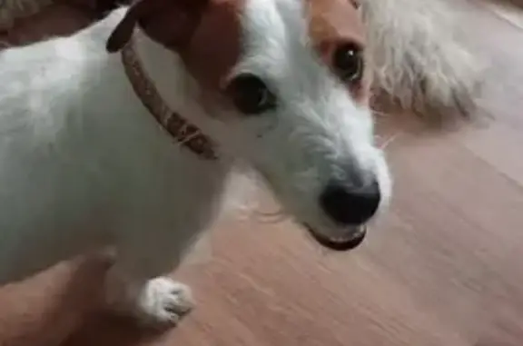 Найдена собака, Брёхово, фото: Найден Джек Рассел в Брехово, 46Н-07151