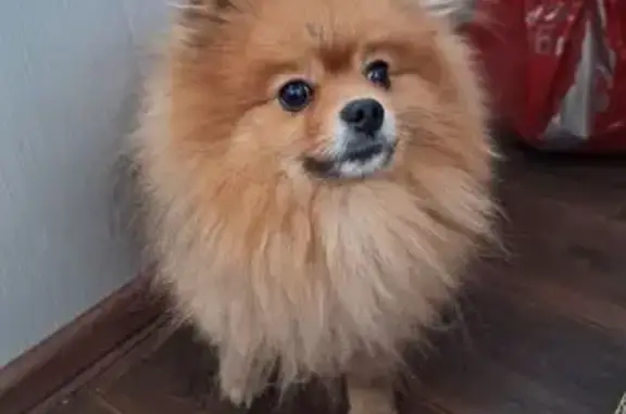 Найдена собака, Иркутск, фото: Найдена собака, Волгоградская 122, Иркутск