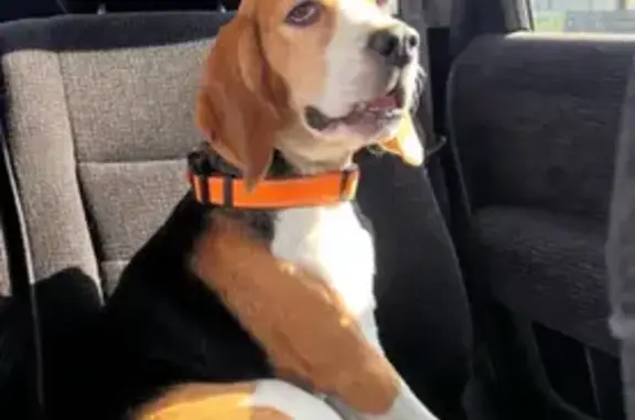 Пропала собака Цезарь, Емельяново