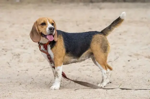 Пропала собака на 3-й Ремесленной, 26, Омск