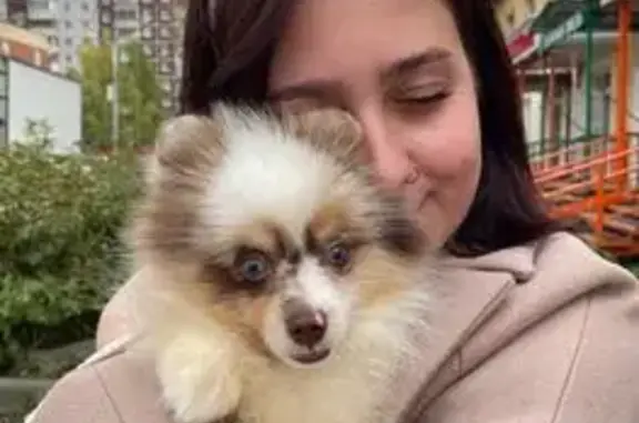 Пропала собака на ул. Гашкова, Пермь