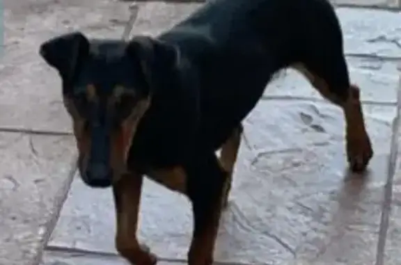 Найдена собака, , фото: Ягдтерьер найден: Партизанское шоссе, Фонтаны