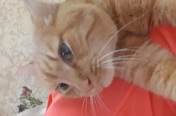 Пропала кошка в Заречном, Свердловская область