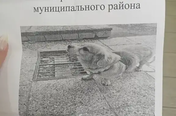 Найдена собака, Петрозаводск, фото: Найдена собака, ул. Правды, 14, Петрозаводск