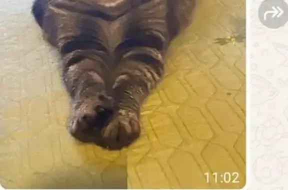 Пропала кошка на Шкулёва, 13/25, Москва