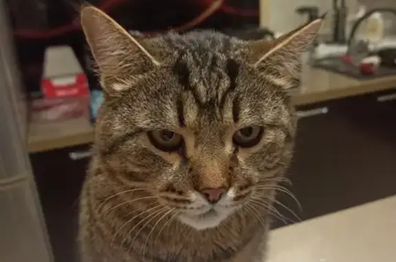 Пропал кот Маркиз, 1-я Моква, ул. Сосновская