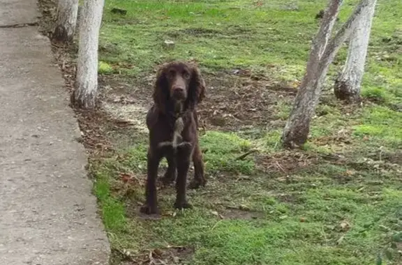Найдена собака, Евпатория, фото: Спаниель найден: ул. Демышева 126, Евпатория