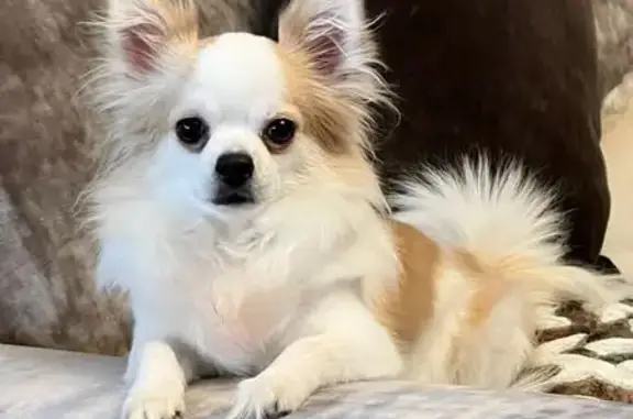 Пропала чихуахуа, ул. Коняева, Рязань