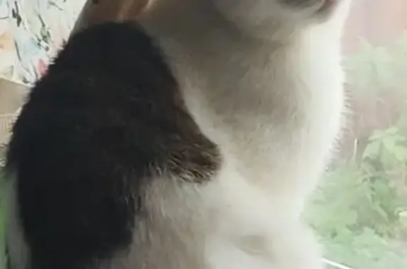 Кошки потеряшки, , фото: Потеряшка кошка, Полевая ул. 21, Рязань