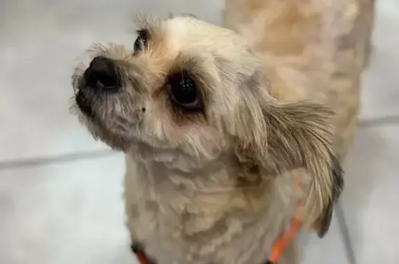 Собака найдена: ул. Героев-Сибиряков, 65