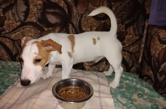 Пропала собака Джек Рассел, Москва