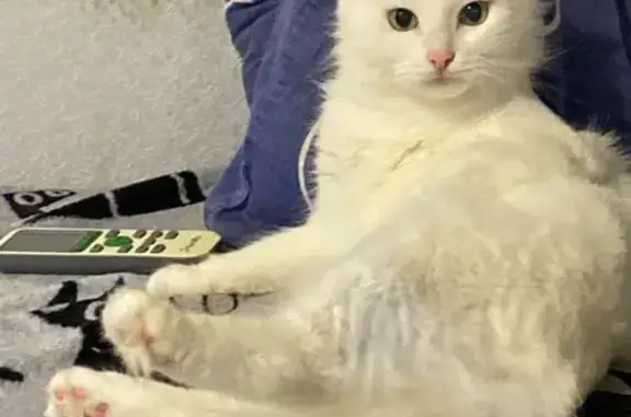 Пропала белая кошка, Ленина 180А к9, Анапа