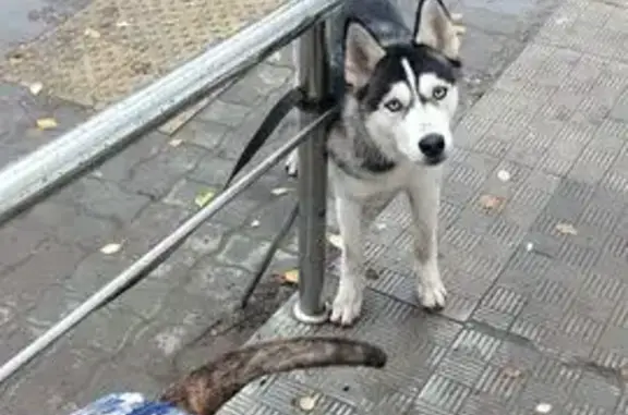 Найдена собака, Северодвинск, фото: Хаски найдена, пр. Ленина 47, Северодвинск