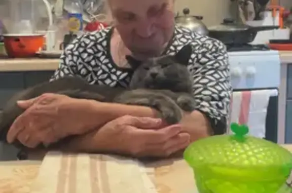 Кошки потеряшки, , фото: Потеряшка кошка у 2 школы, Медведево, Марий Эл