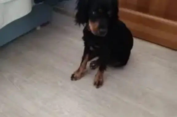 Собаки потеряшки, городской округ Новочеркасск, фото: Потеряшка собака, ул. Добролюбова, Новочеркасск