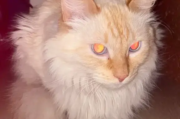 Объявления о пропавших и найденных животных, Ухта, фото: Найдена кошка, ул. 40 лет Коми, 9, Ухта