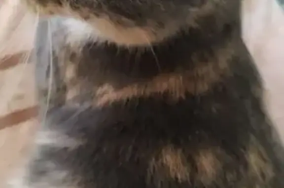 Пропала кошка, пр. Победы 37А, Копейск